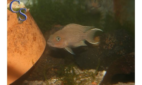 Neolamprologus falcicula cygnus